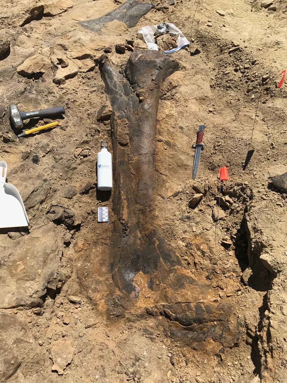 Dinosaur bone