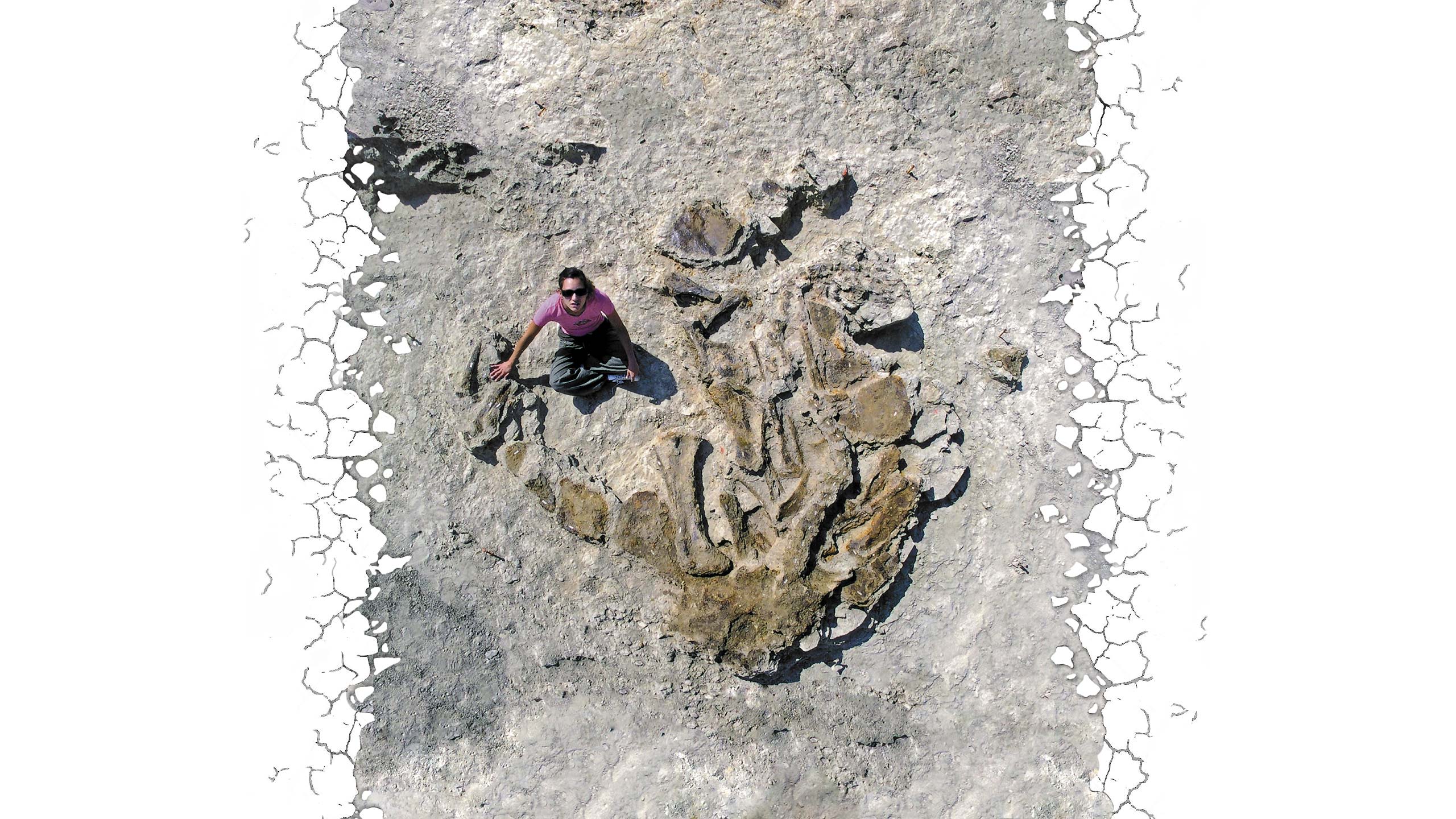 Stegosaurus bones on the ground