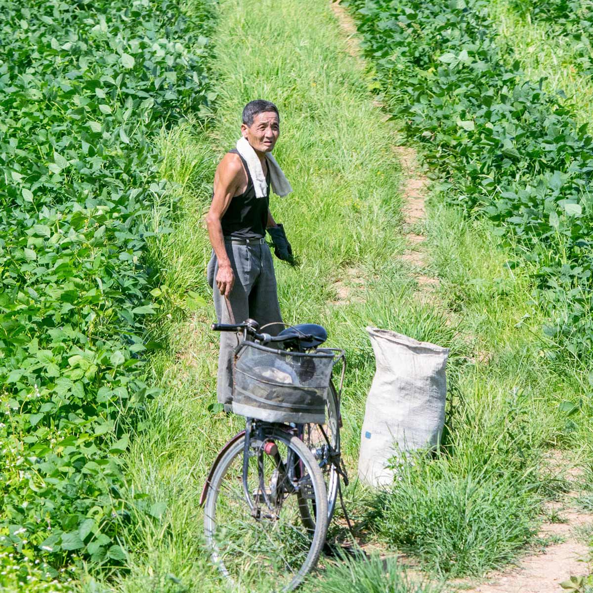 A farmer works in a field on August 24, 2015, North Korea