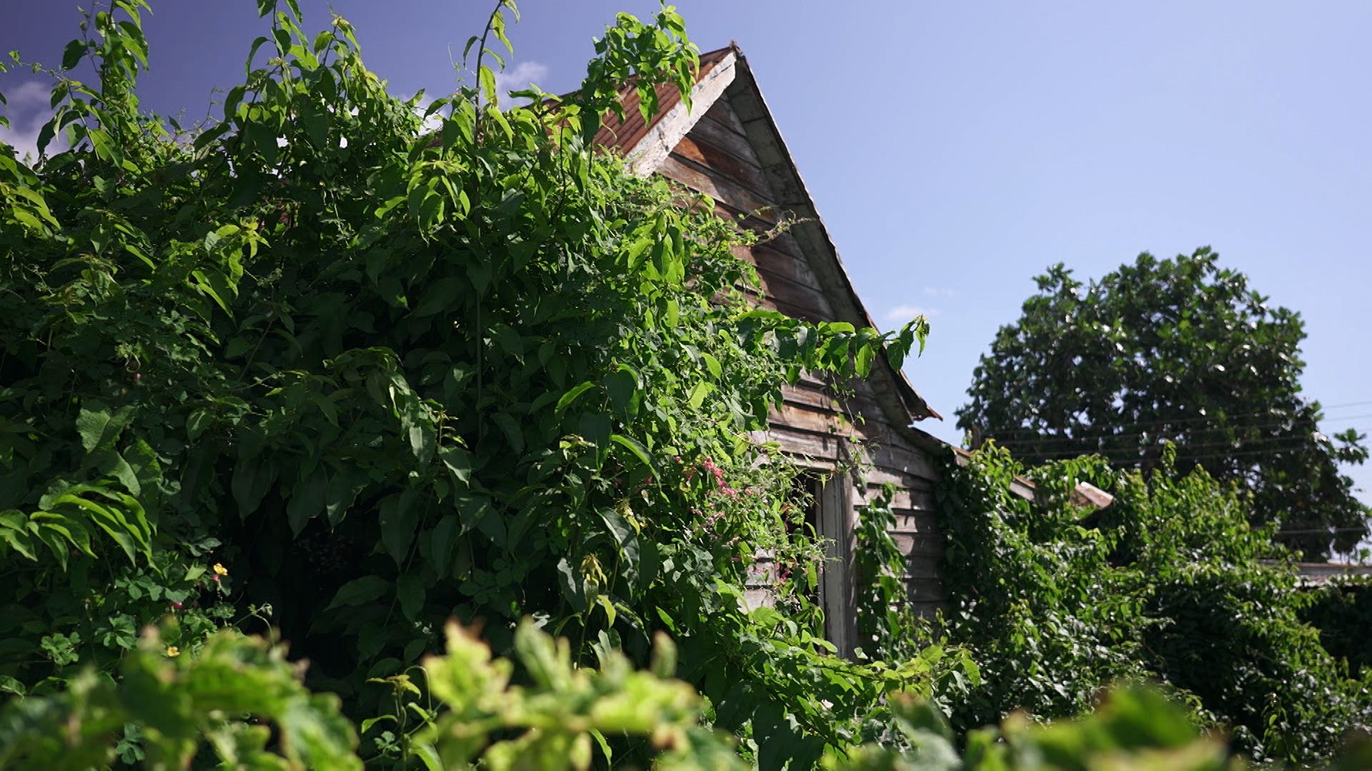 The house that Cole Palmers Grandad Sterry was born in thats now overgrown
