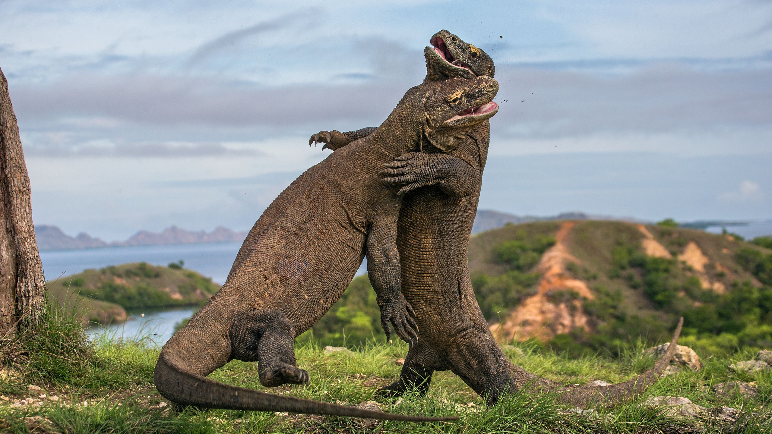 Two Komodo dragon fight with each other. Getty Images