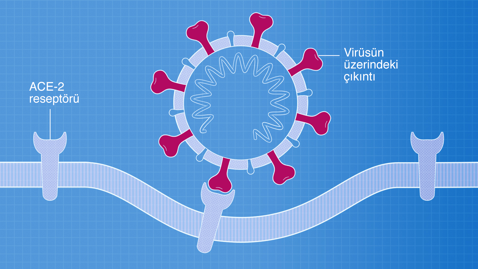 A illustration of a single coronavirus attaching to a human cell