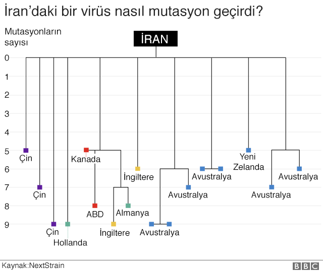 A transmission tree of genetically similar covid-19 samples, all originating in Iran