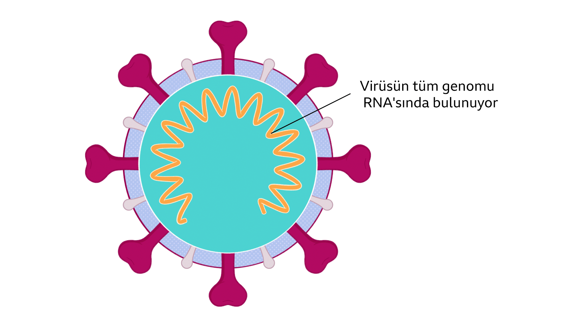 A single illustrated coronavirus with an arrow to its RNA which contains the entire genome of the virus