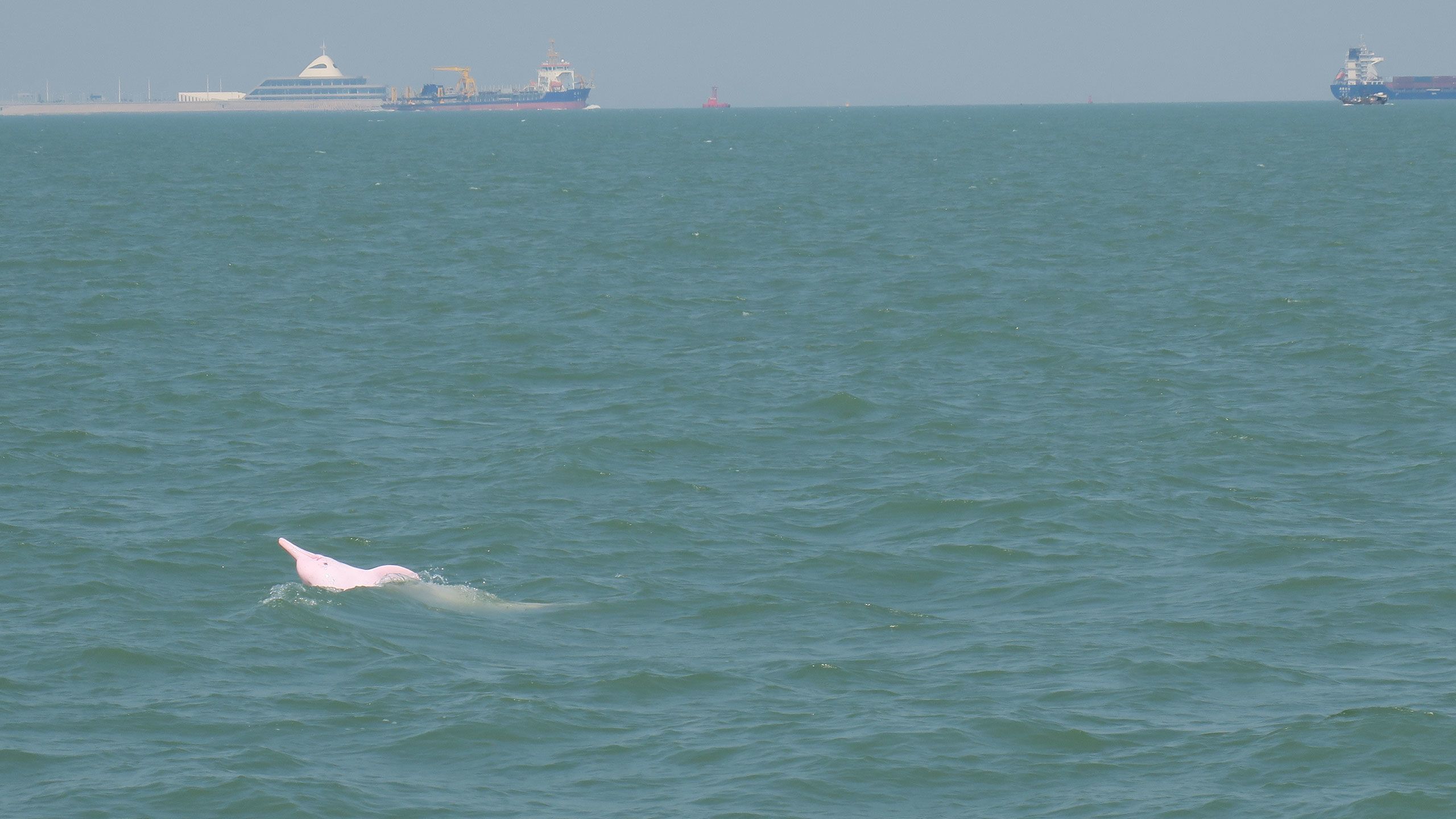 Picture of a pink dolphin submerging back into the water