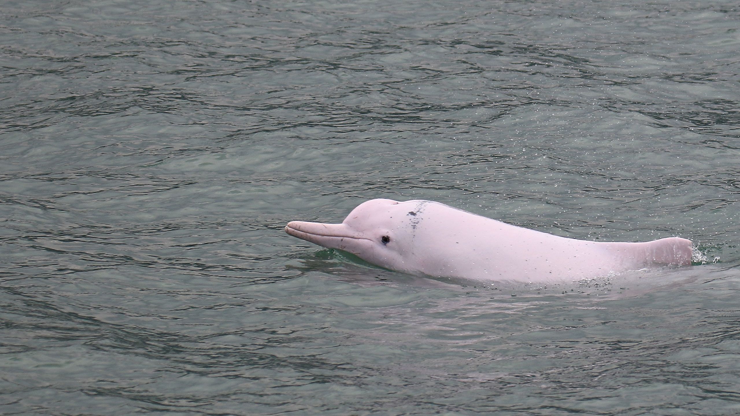 Picture of a pink dolphin