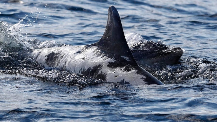 那條曾曬傷擱淺的英國小海豚遠遊去了愛爾蘭