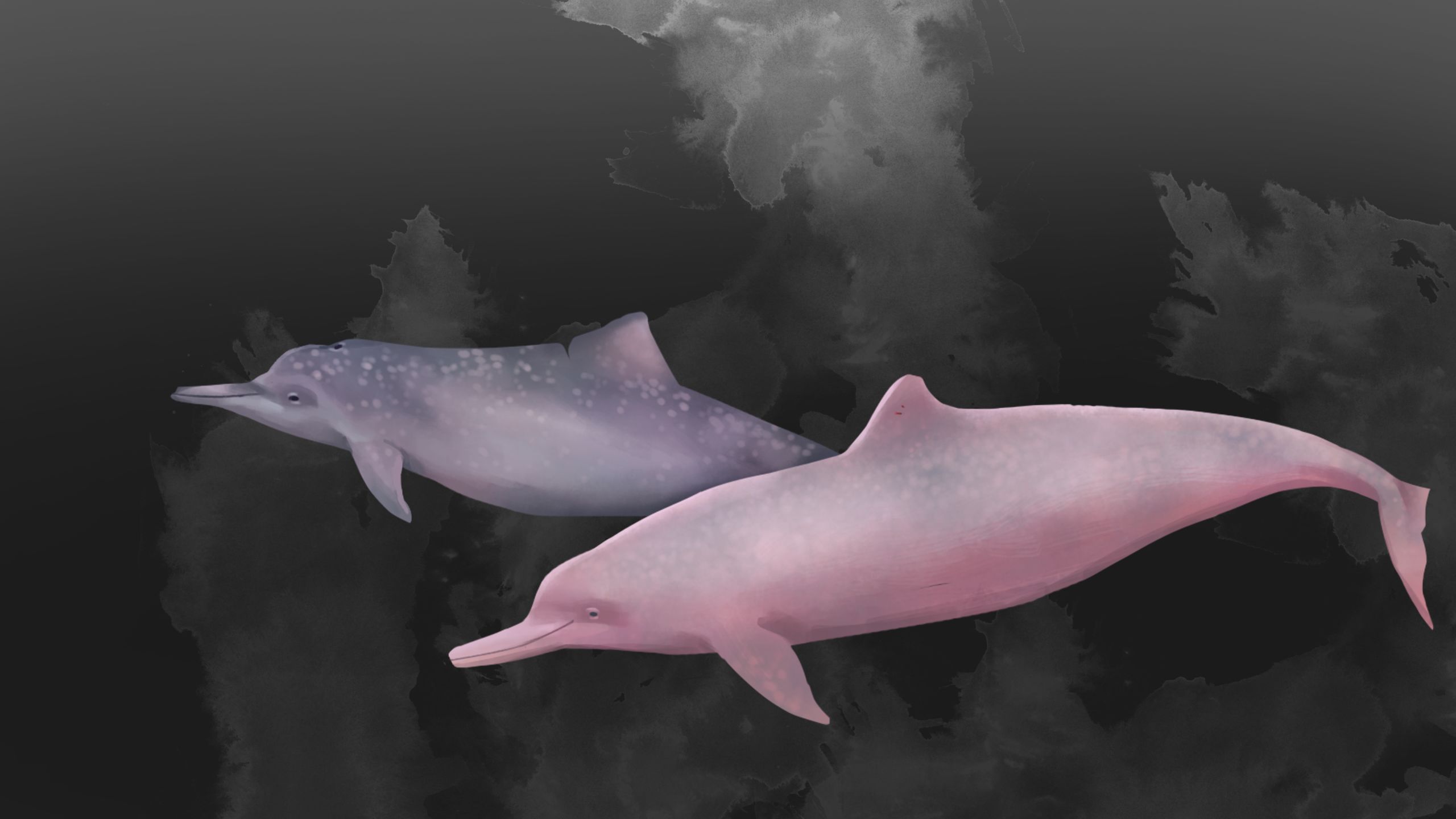 An illustration of two pink dolphins