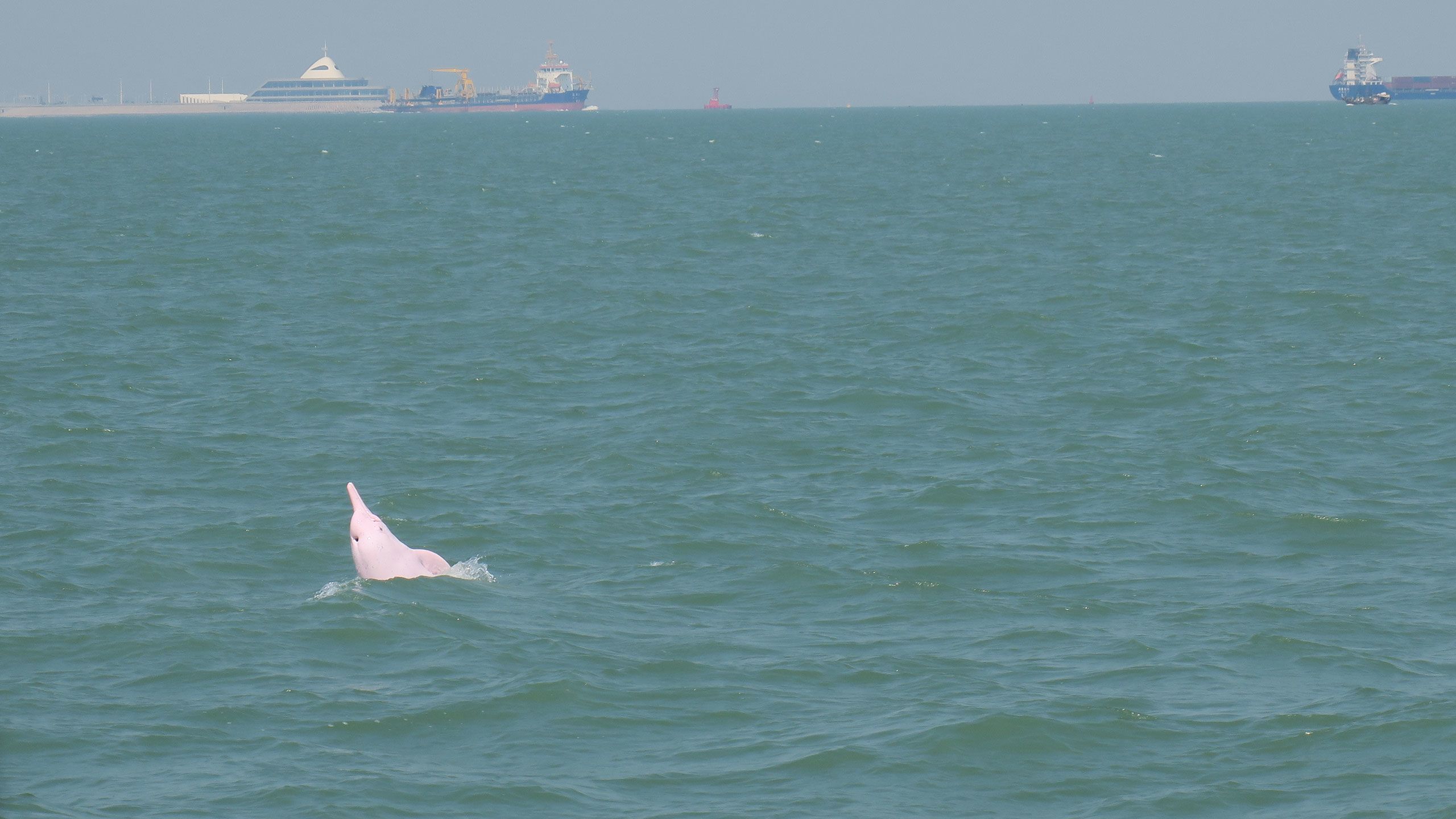 Picture of a pink dolphin peeking out of the water
