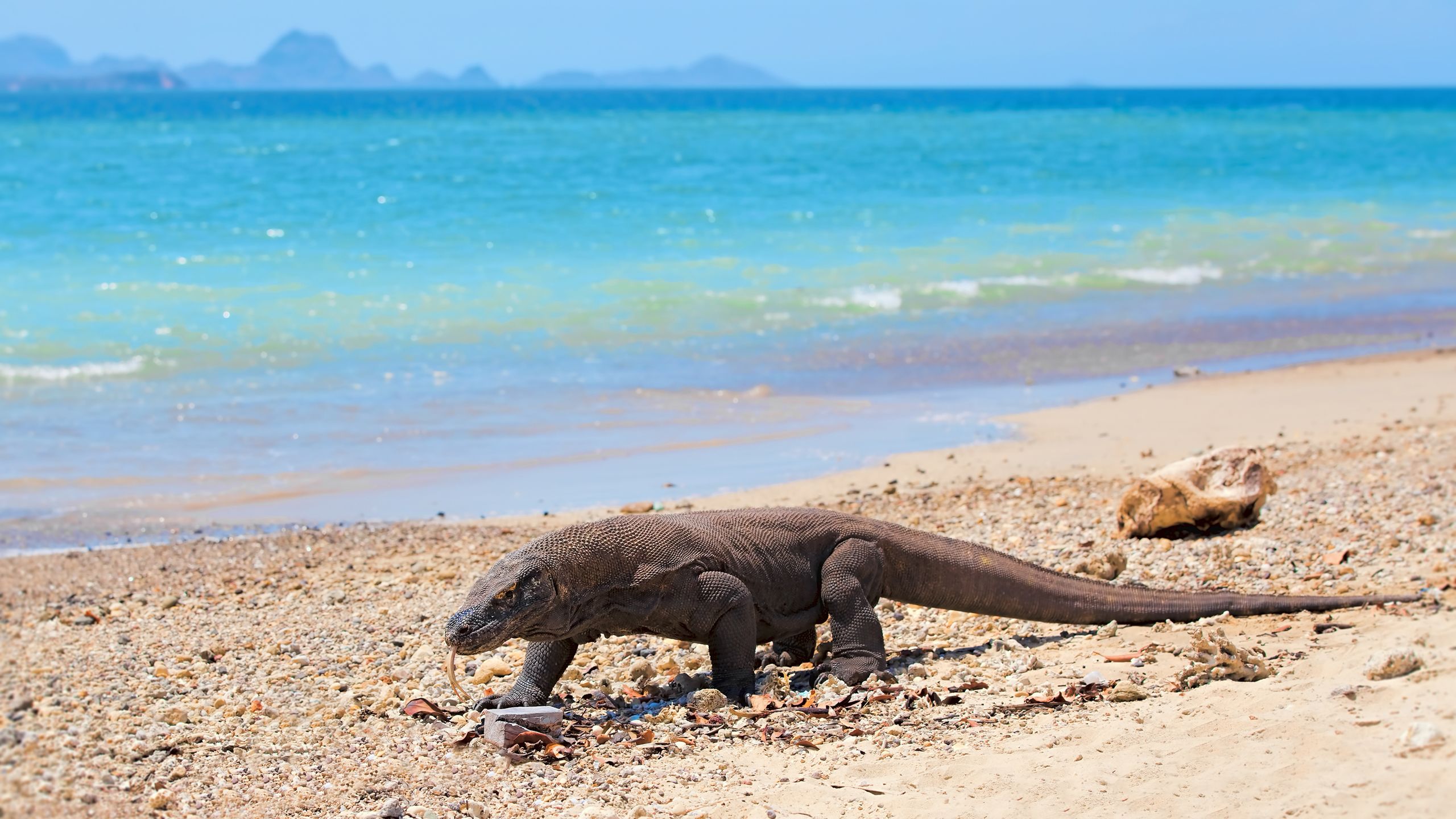 Komodo Dragon walking at the beach on Komodo Island. Getty Images