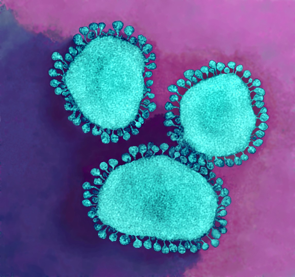 Coronavirus particles