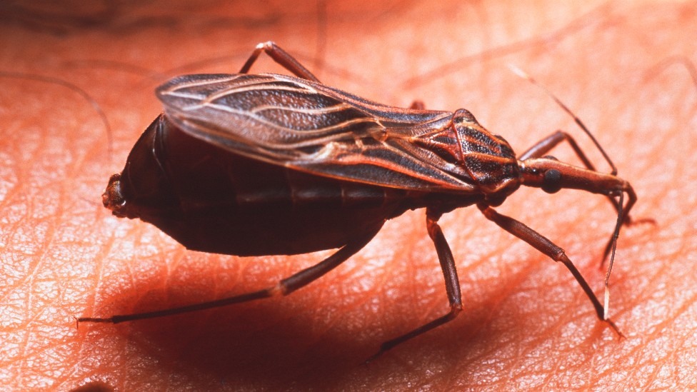 Especie de chinche Rhodnius prolixus