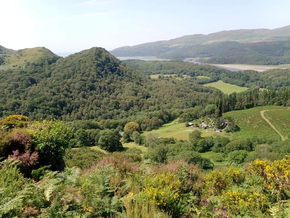 Woods and forest at Abergwynant, Gwynedd, looking to the Mawddwch estuary