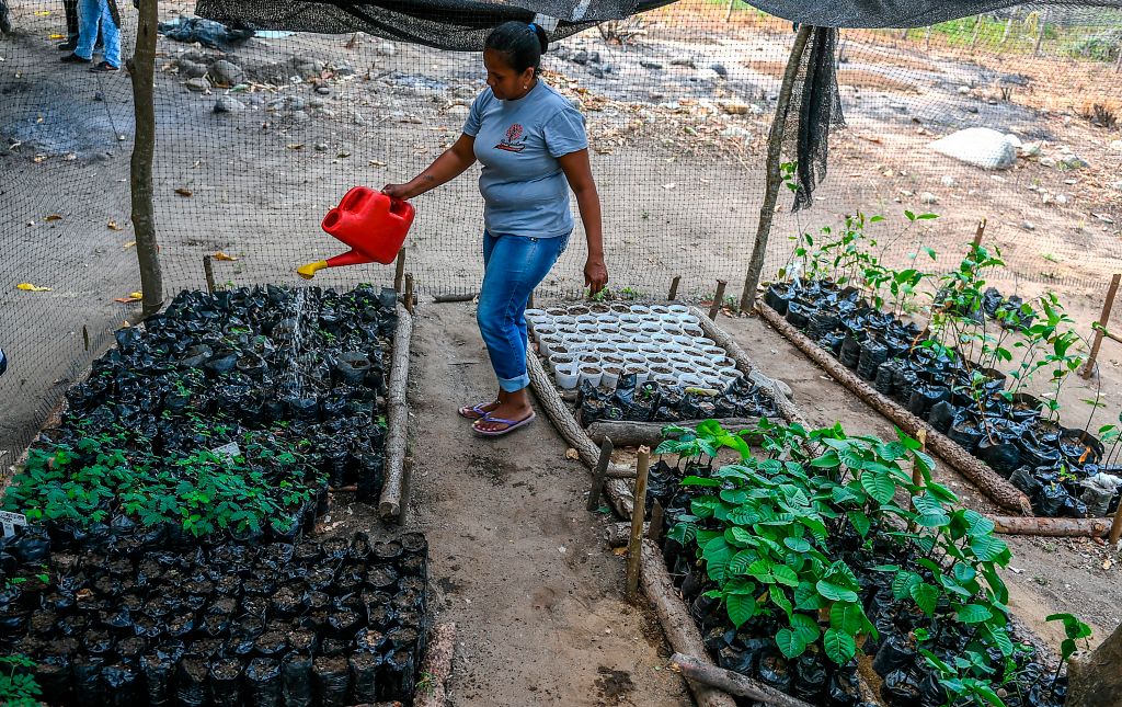 Una mujer rociando unos retoños de árboles en Colombia