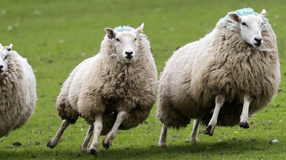 Sheep running