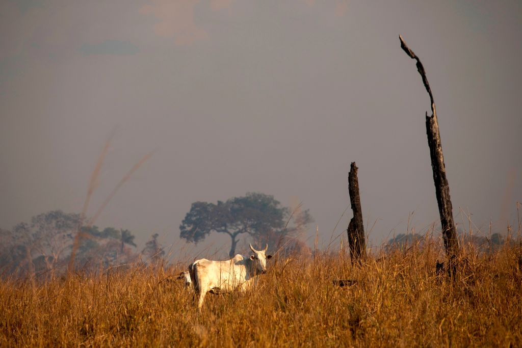 Ganado en la selva amazónica