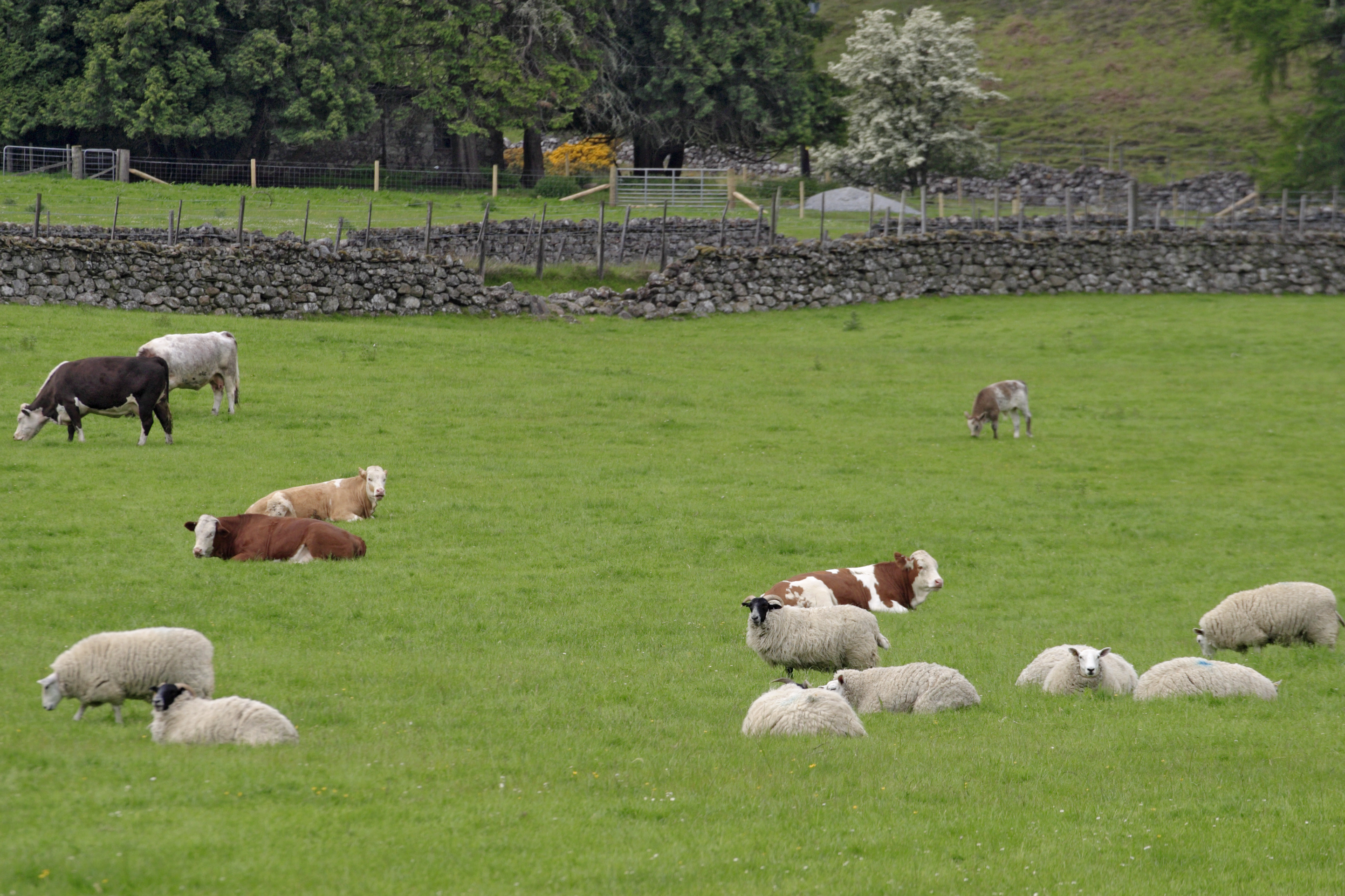 Cattle and sheep in a field