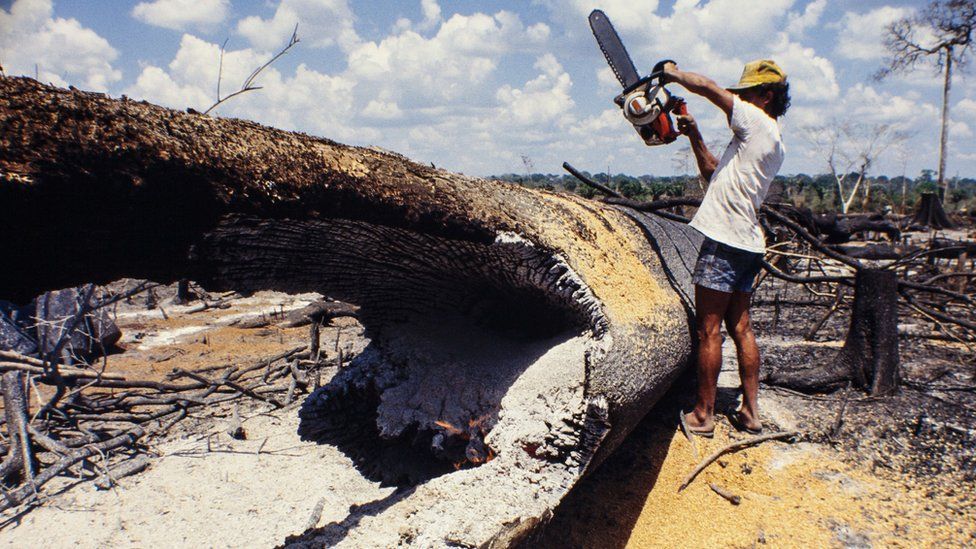 Hombre cortando árbol