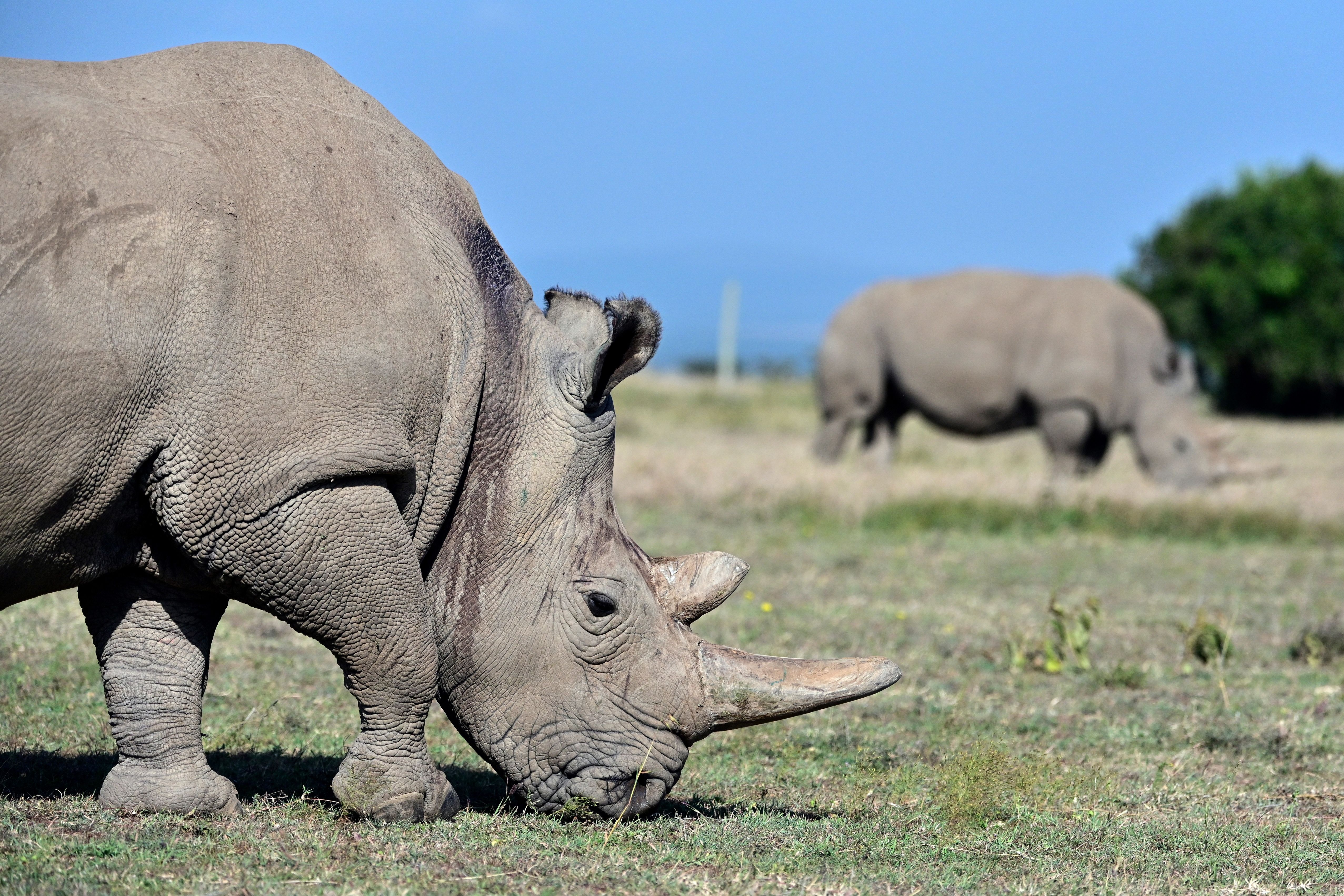 Northern White Rhinos The Audacious Plan That Could Save A Species c News