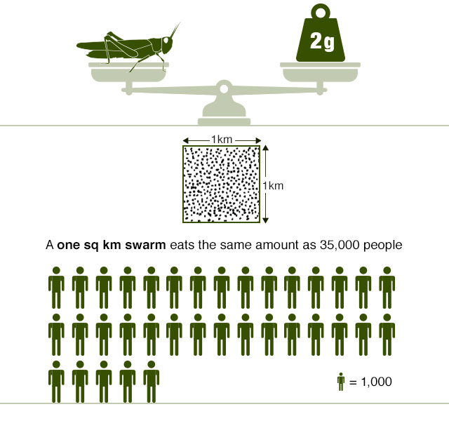 Infographic showing how much a desert locust adult can eat. It consumes about 2g - the equivalent of its own body weight. A swarm of of one sq km can consume the same as 35,000 people