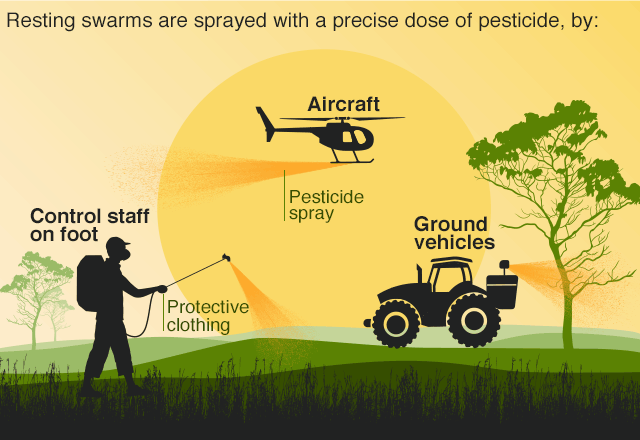 Infographic showing how locust swarms can be tackled through pesticide sprays devlivered on foot, by aircraft or ground vehicles
