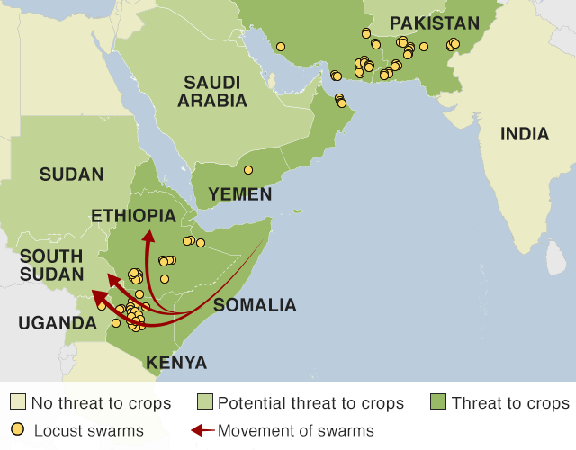 Map showing how locust swarms are infesting the Horn of Africa, both sides of the Red Sea and the India-Pakistan border. Swarms are also moving across Ethiopia and Kenya and could move to other countries.