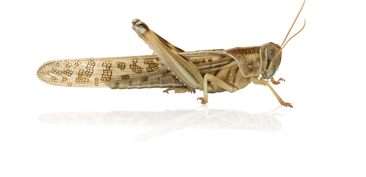 Detailed image of a desert locust