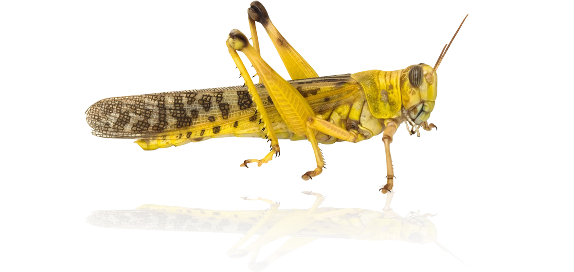 Detailed image of a gregarious desert locust