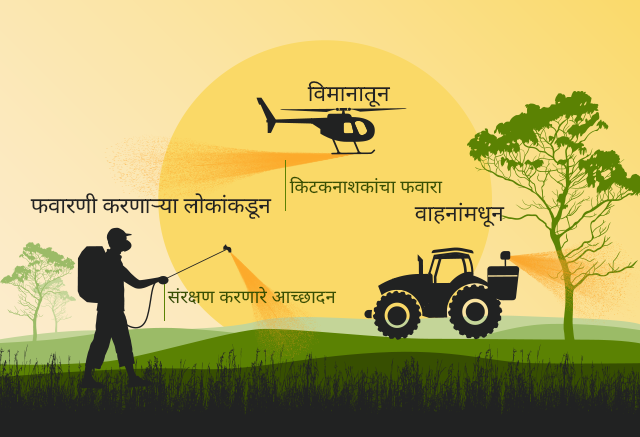 टोळांंवर फवारणी