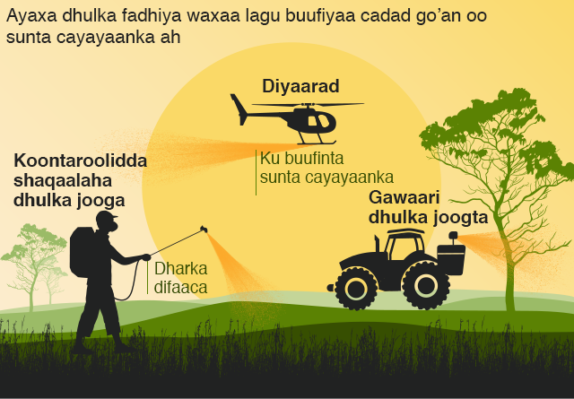 Sawir xog wata oo muujinaya sida koronkorta ayaxa loola tacaali karo iyadoo loo adeegsanayo sun lagu buufiyo, taasoo howsheeda lagu fulin karo lug, ciyaarado hawada ka buufiya ama gawaari.
