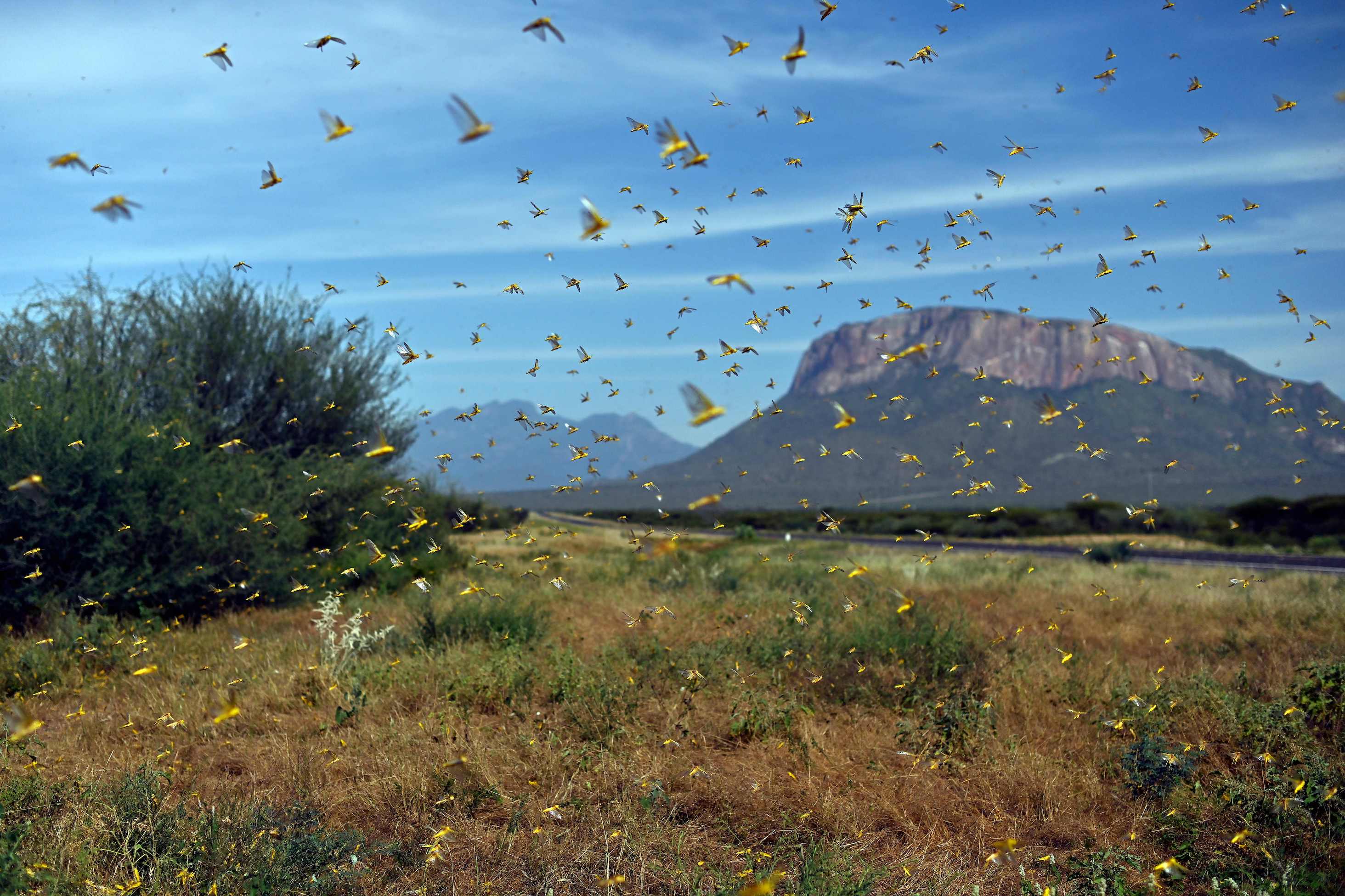 Image of locusts swarming in the Samburu area of Kenya