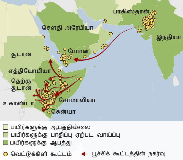ஹார்ன் ஆஃப் ஆப்பிரிக்கா பகுதிகள், செங்கடலின் இரு பகுதிகள் மற்றும் இந்தியா - பாகிஸ்தான் எல்லையில் இந்த வெட்டுக்கிளிகளின் கூட்டம் எந்த அளவுக்கு சேதத்தை ஏற்படுத்துகின்றன என்று இந்த வரைபடம் காட்டுகிறது. எத்தியோப்பியா, கென்யா வழியாகவும் இந்தக் கூட்டங்கள் நகர்ந்து செல்கின்றன. மற்ற நாடுகளுக்கும் இவை செல்லக் கூடும்.