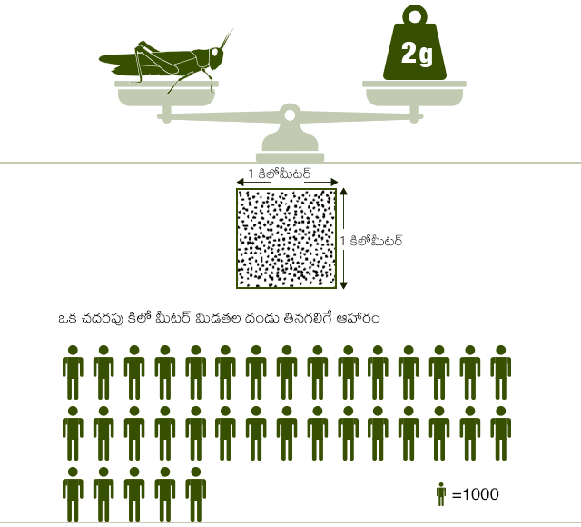 ఒక పెద్ద మిడత ఎంత ఆహారం తినగలదో చూపించే ఇన్ఫోగ్రాఫిక్. ఒక చదరపు కిలోమీటరు పరిధిలో మిడతల దండు 35వేల మందికి సరిపడా ఆహారాన్ని తినగలదు.