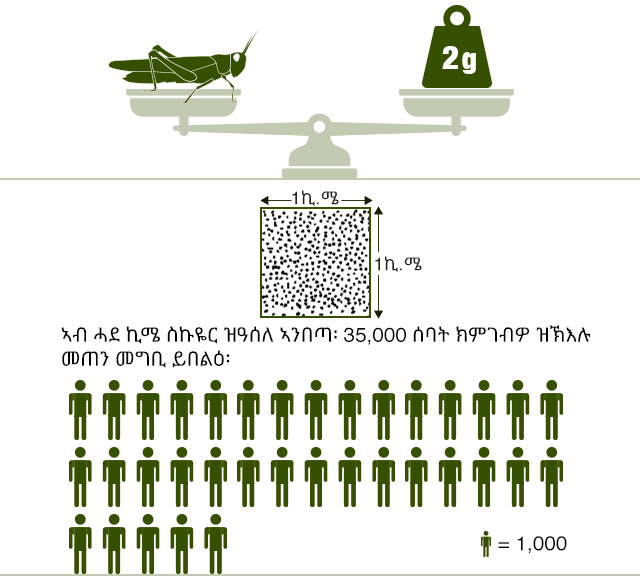 ብመልክዕ ግራፍ ሓበሬታ ዘርኢ ምስሊ ( ኢንፍግራፍ) ሓደ ኣንበጣ መዓልታዊ ክንዲ ክብደቱ ክልተ ግራም መግቢ ከምዝበልዕ የርኢ። ኣብ ሓደ ስኬር ኪ-ሜተር ዝተዘርገሐ ዕስለ ኣንበጣ መግቢ 35 ሽሕ ሰባት ይበልዕ።