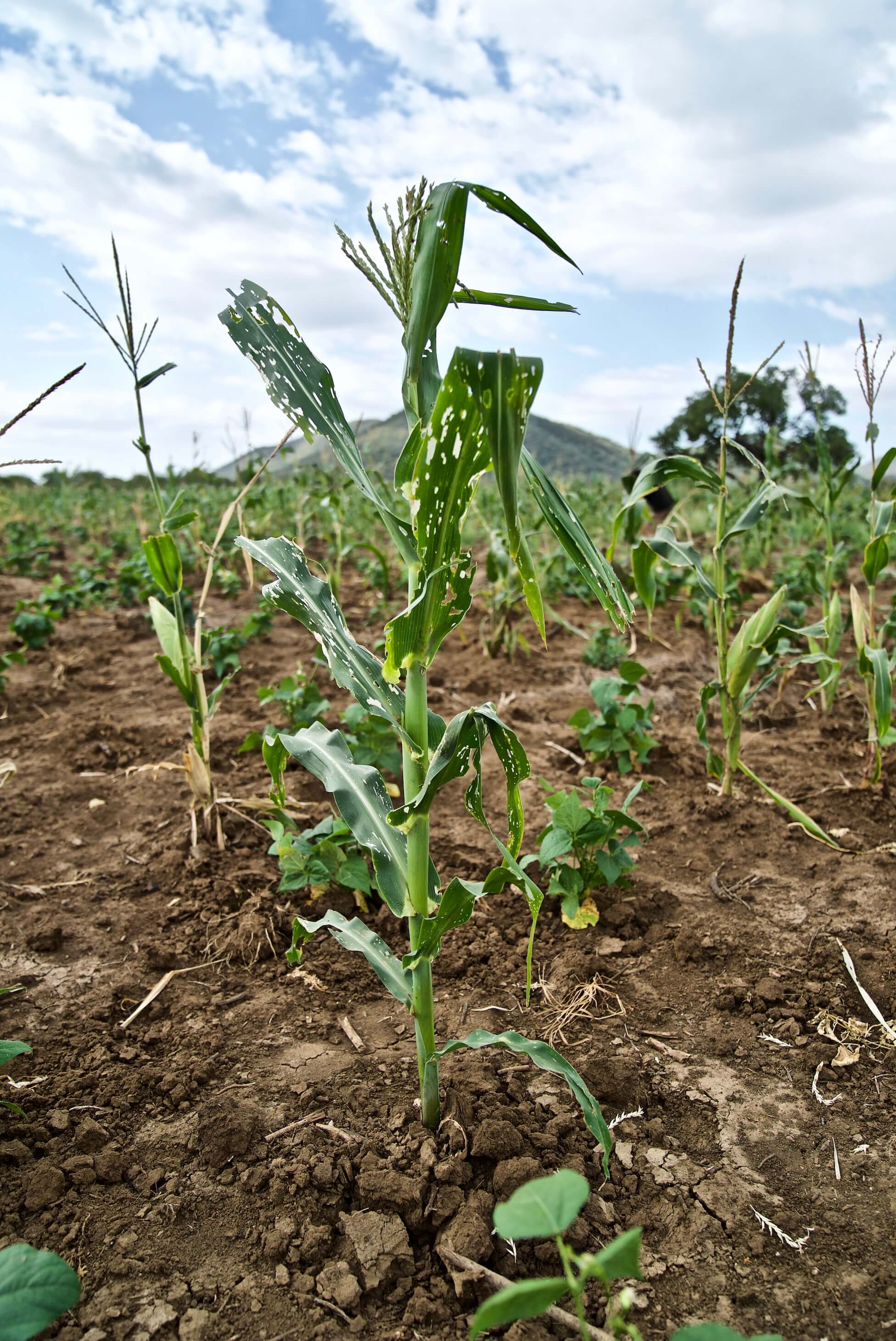 Image of farmer Ali Bila Waqo's destroyed crops