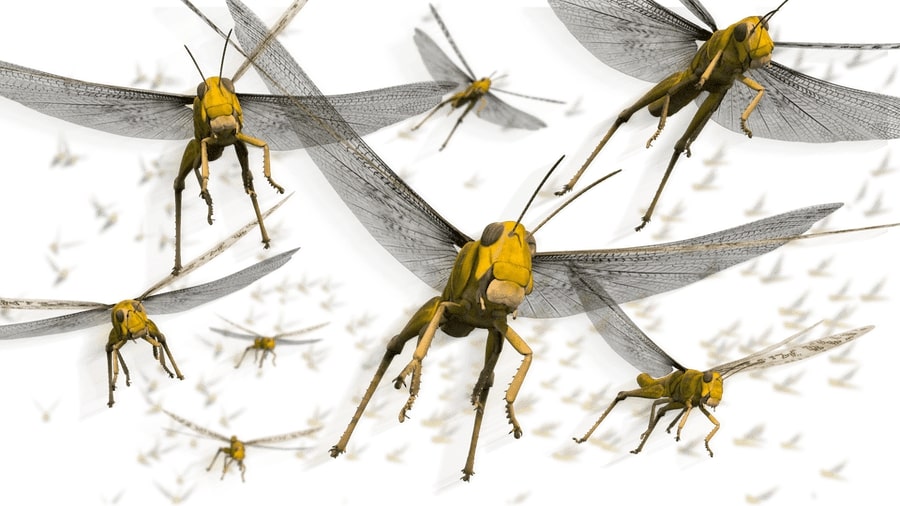 3D image of a swarm of desert locusts