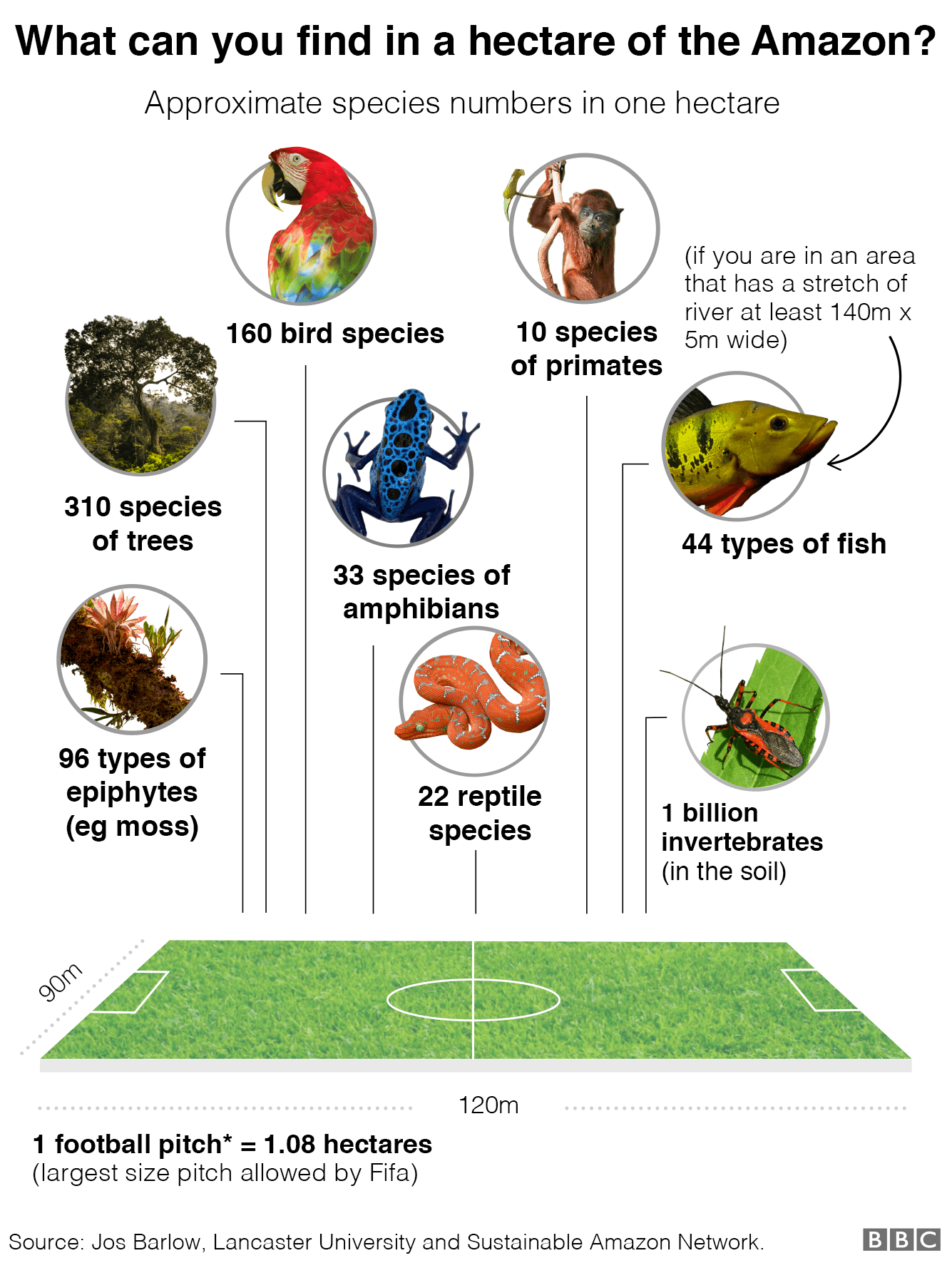Graphic showing the species it is possible to find in one hectare of the Amazon: 160 bird species, 10 primate species, 44 types of fish if you are in an area that has a stretch of river at least 140m by 5m wide, 33 species of amphibians, 22 reptile species, 96 types of epiphytes (eg moss) and 310 species of trees