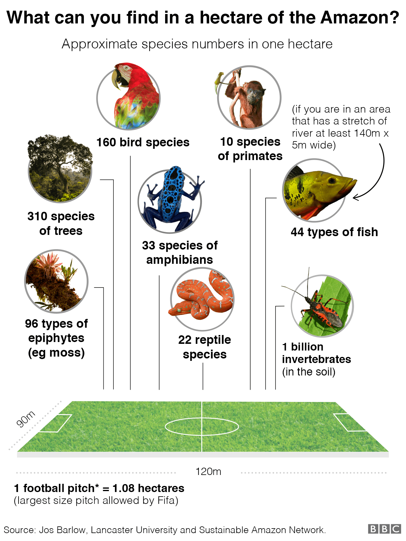 График, показывающий виды, которые можно найти на одном гектаре Амазонки: 160 видов птиц, 10 видов приматов, 44 вида рыб, если вы находитесь в районе, где есть участок реки шириной не менее 140 на 5 метров, 33 вида земноводные, 22 вида рептилий, 96 видов эпифитов (например, мох) и 310 видов деревьев
