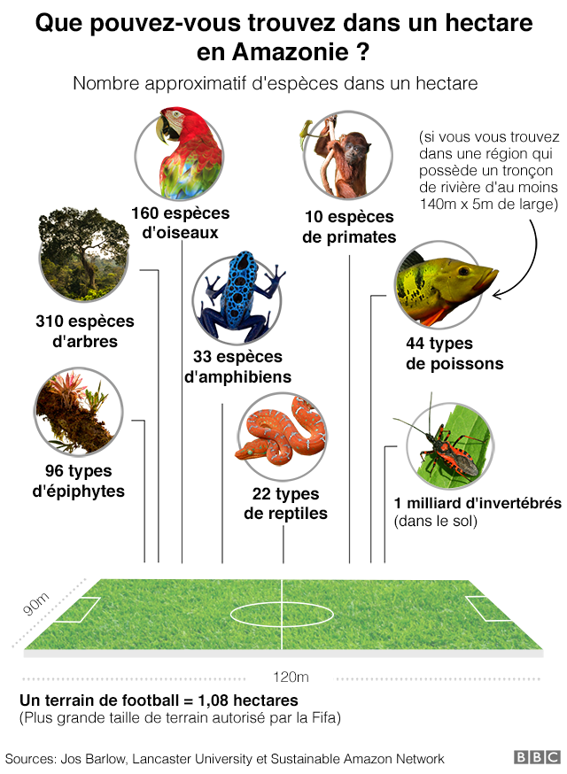 Biodiversité -- Brésil