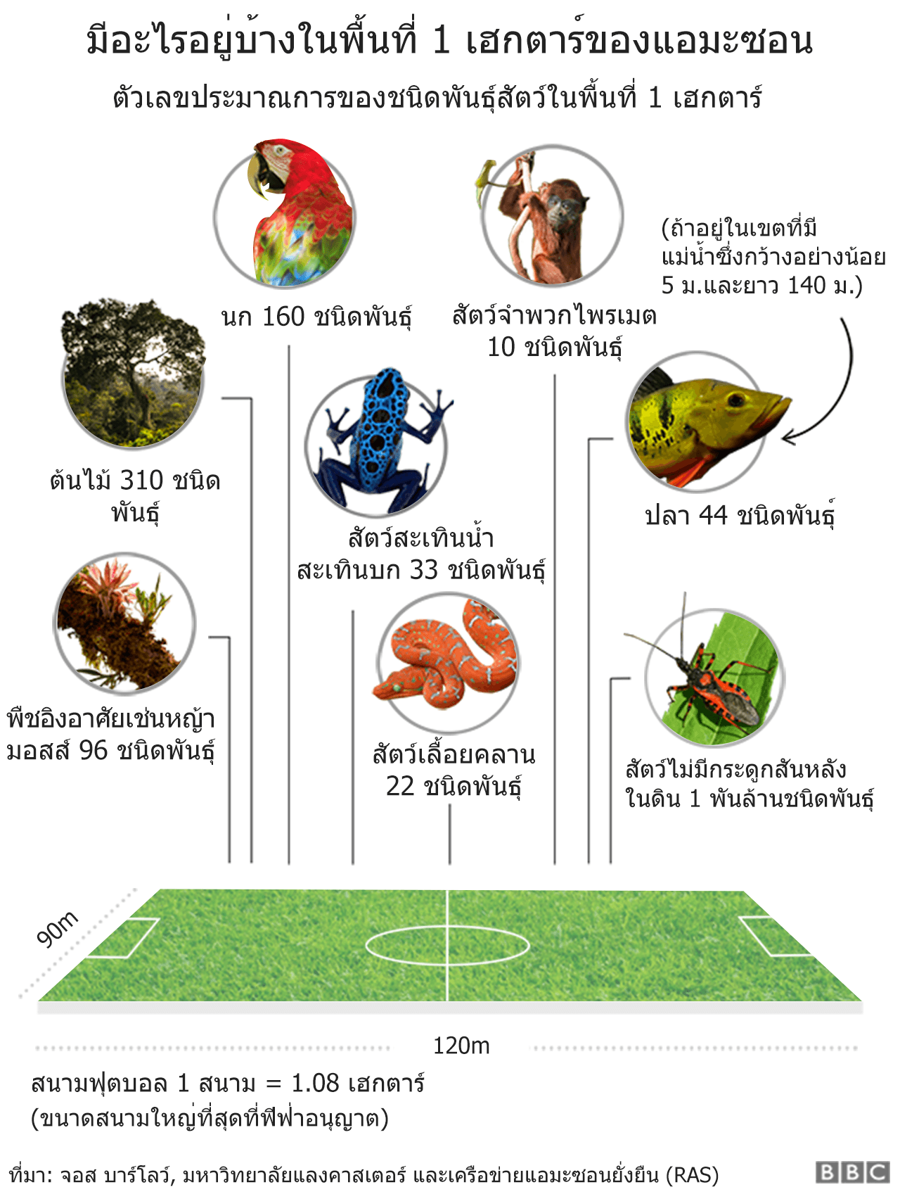 แผนภาพแสดงจำนวนของชนิดพันธุ์สัตว์ที่สามารถพบได้ในพื้นที่ 1 เฮกตาร์ของแอมะซอน ได้แก่นก 160 ชนิดพันธุ์ ไพรเมตหรือวานร 10 ชนิดพันธุ์ ปลา 44 ชนิดพันธุ์ ถ้าอยู่ในเขตที่มีแม่น้ำกว้างอย่างน้อย 5 ม. ยาวอย่างน้อย 140 ม. สัตว์สะเทินน้ำสะเทินบก 33 ชนิดพันธุ์ สัตว์เลื้อยคลาน 22 ชนิดพันธุ์ พืชอิงอาศัยเช่นหญ้ามอสส์ 96 ชนิดพันธุ์ รวมทั้งต้นไม้อีก 310 ชนิดพันธุ์