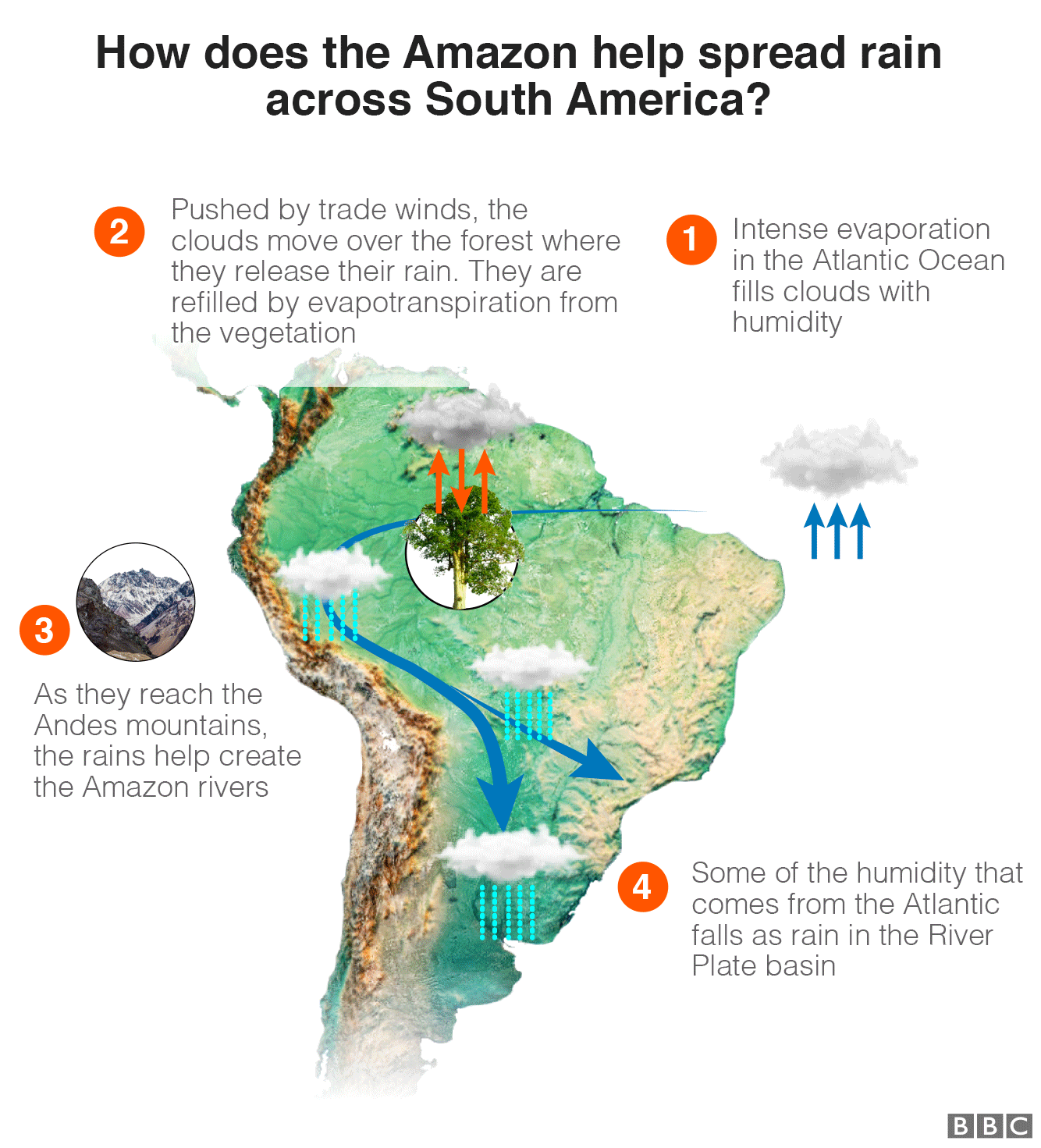 Graphic showing how the Amazon distributes rain around South America: 1: Intense evaporation in the Atlantic Ocean fills clouds with humidity 2: Pushed by trade winds, the clouds move over the forest where they release their rain. They are refilled by evapotranspiration from the vegetation 3: As they reach the mountains, the rains help create the Amazon rivers, 4: Some of the humidity that comes from the Atlantic falls as rain in the River Plate basin