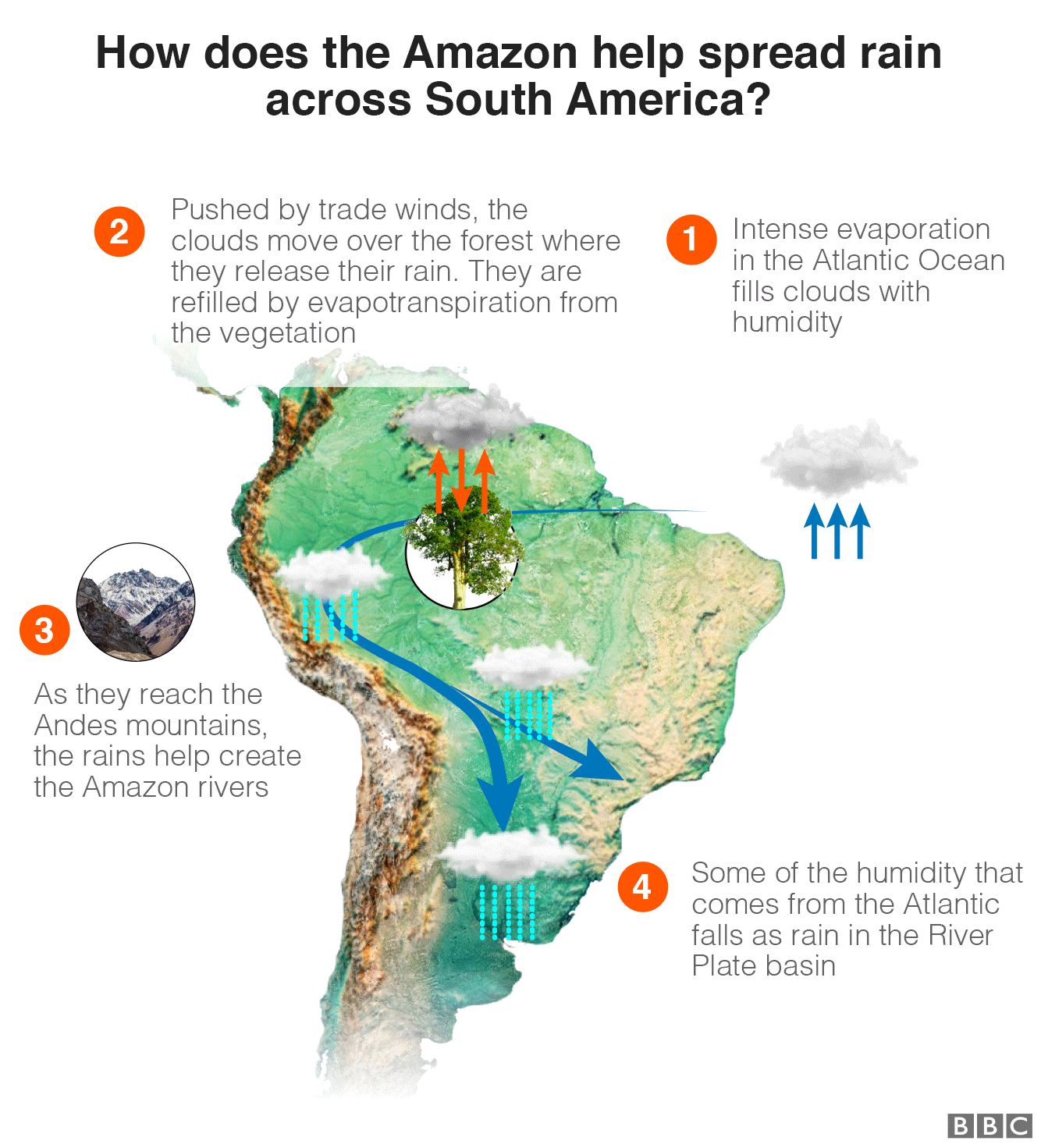 Графика, показывающая, как Амазонка распределяет дождь по Южной Америке: 1: Интенсивное испарение в Атлантическом океане наполняет облака влажностью 2: Подгоняемые пассатом облака движутся над лесом, где они выпускают дождь. Они пополняются за счет эвапотранспирации растительности 3: по мере того, как они достигают гор, дожди помогают создавать реки Амазонки, 4: Некоторая часть влаги, поступающей из Атлантики, выпадает в виде дождя в бассейне реки Плейт