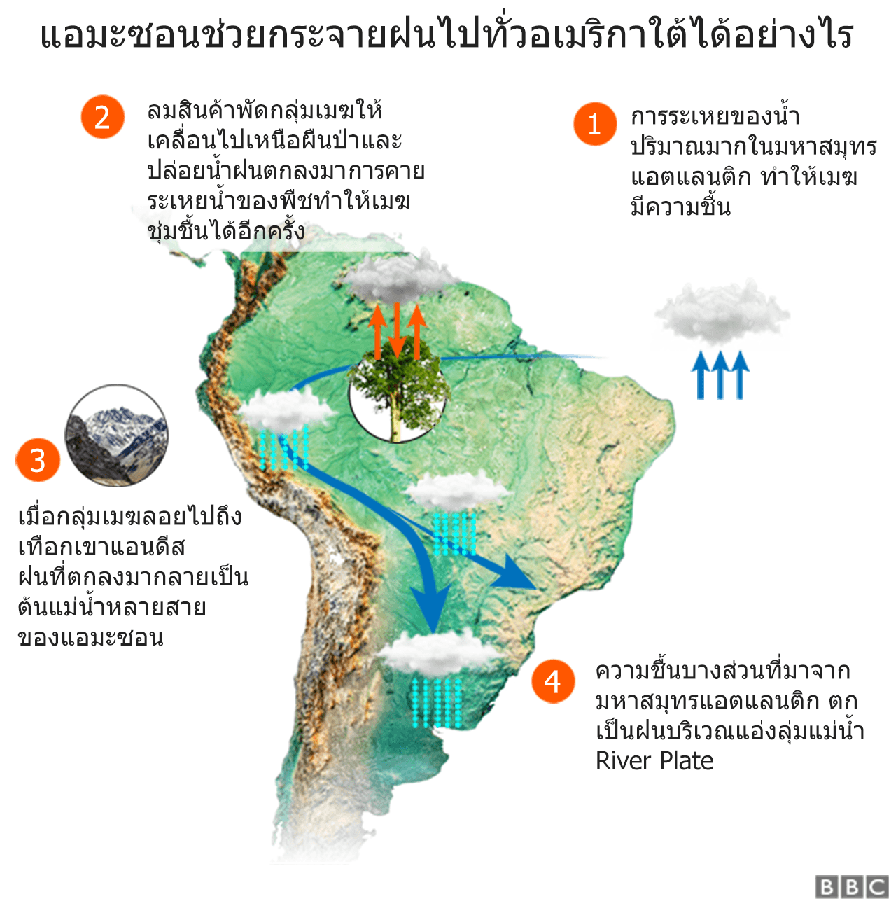 แผนภาพแสดงกระบวนการที่ป่าแอมะซอนช่วยกระจายฝนไปทั่วอเมริกาใต้ 1.การระเหยของน้ำปริมาณมากในมหาสมุทรแอตแลนติก ทำให้เมฆมีความชื้น 2. ลมสินค้าพัดกลุ่มเมฆให้เคลื่อนไปเหนือผืนป่าและปล่อยน้ำฝนตกลงมา การคายระเหยน้ำของพืชทำให้เมฆชุ่มชื้นได้อีกครั้ง 3.เมื่อกลุ่มเมฆลอยไปถึงเทือกเขาแอนดีส ฝนที่ตกลงมากลายเป็นต้นแม่น้ำหลายสายของแอมะซอน 4. ความชื้นบางส่วนที่มาจากมหาสมุทรแอตแลนติก ตกเป็นฝนบริเวณแอ่งลุ่มแม่น้ำ River Plate
