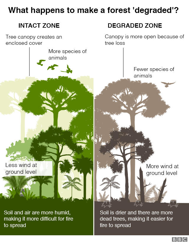 Graphic: What makes a forest be classed as "degraded"? Intact zone with tree canopy creating enclosed cover, more species of animals, less wind at ground level, and more humid soil and air making it more difficult for fire to spread. Degraded zone where canopy is more open because of tree loss, fewer species of animals, more wind at ground level, and the soil is drier, there are more dead trees making it easier for fire to spread
