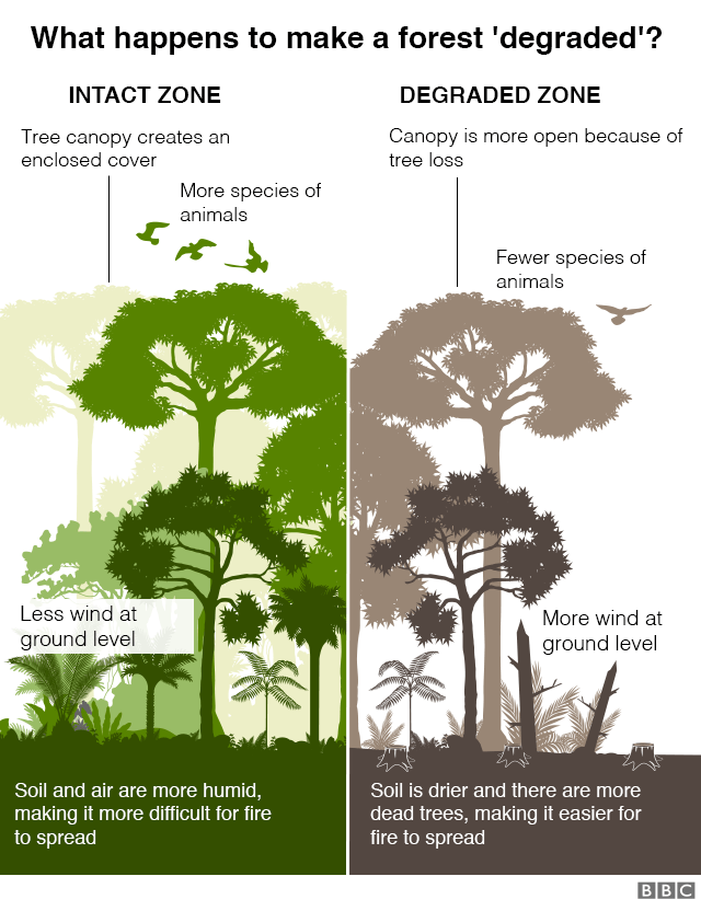 Графика: Что заставляет лес относиться к категории «деградированных»? Нетронутая зона с кронами деревьев, создающими закрытое укрытие, большим количеством видов животных, меньшим ветром на уровне земли и более влажными почвой и воздухом, затрудняющими распространение огня. Зона деградации, где полог более открыт из-за потери деревьев, меньшего количества видов животных, более сильного ветра на уровне земли, а почва более сухая, больше мертвых деревьев, что облегчает распространение огня