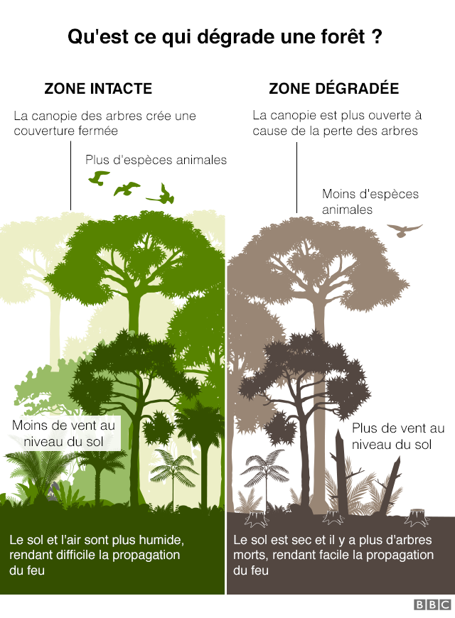 Graphique : Qu'est-ce qui fait qu'une forêt est classée comme "dégradée" ? Une zone intacte possède une canopée d'arbres créant un couvert fermé, plus d'espèces d'animaux, moins de vent au niveau du sol, et un sol et un air plus humides rendant la propagation du feu plus difficile. Dans une zone dégradée, la canopée est plus ouverte en raison de l'abattage d'arbres, le nombre d'espèces animales diminue, le vent au niveau du sol augmente et le sol se déssèche, il y a plus d'arbres morts, ce qui facilite la propagation du feu