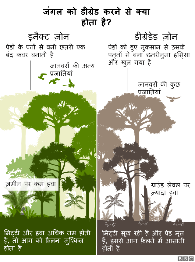 ग्राफ़िक:किसी भी जंगल को घटाव का शिकार किस आधार पर कहते हैं? पेड़ों के साये से जो हिस्सा ढका रहता है, वो अगर सुरक्षित है, तो जानवरों की ज़्यादा प्रजातियां होती हैं. ज़मीन से हवा कम टकराती है. मिट्टी में नमी अधिक रहती है. और इस कारण से हवा से आग फैलने की राह में बाधा आती है. लेकिन, जिन इलाकों से जंगलों का सफाया हो जाता है, जहां दरख़्तों का साया नहीं होता, वो पेड़ कटने की वजह से खुले में होते हैं. इससे वहां जानवर कम होते हैं. ज़मीन से हवा अधिक टकराती है. और मिट्टी में नमी कम हो जाती है. काटे गए और सूखे पेड़ जंगल में लगी आग को और बढ़ावा देते हैं.