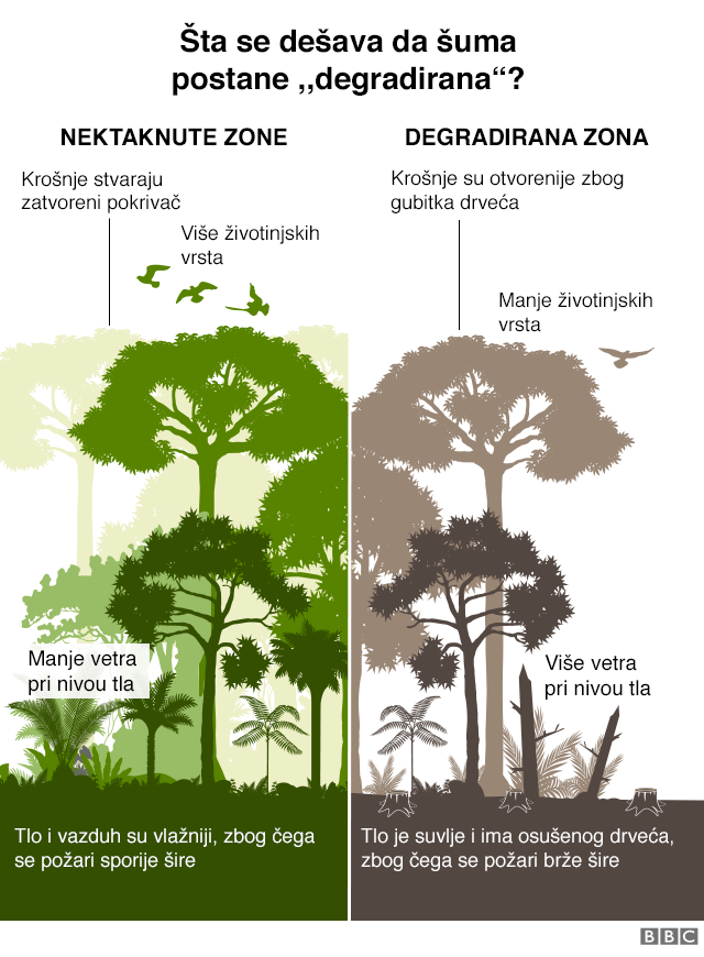 Grafika: Šta čini da šuma bude klasifikovana kao „degradirana“? Nedotaknuta zona sa krošnjama stabala koje stvaraju senku, više vrsta životinja, manje vetra na nivou tla i vlažnija zemlja i vazduh sprečavaju brzo širenje požara. Degradirana zona gde su krošnje otvorenije zbog gubitka drveća, manje životinjskih vrsta, više vetra pri nivou tla, zemlja je suvlja, ima više osušenih stabala, zbog čega se požari lakše šire