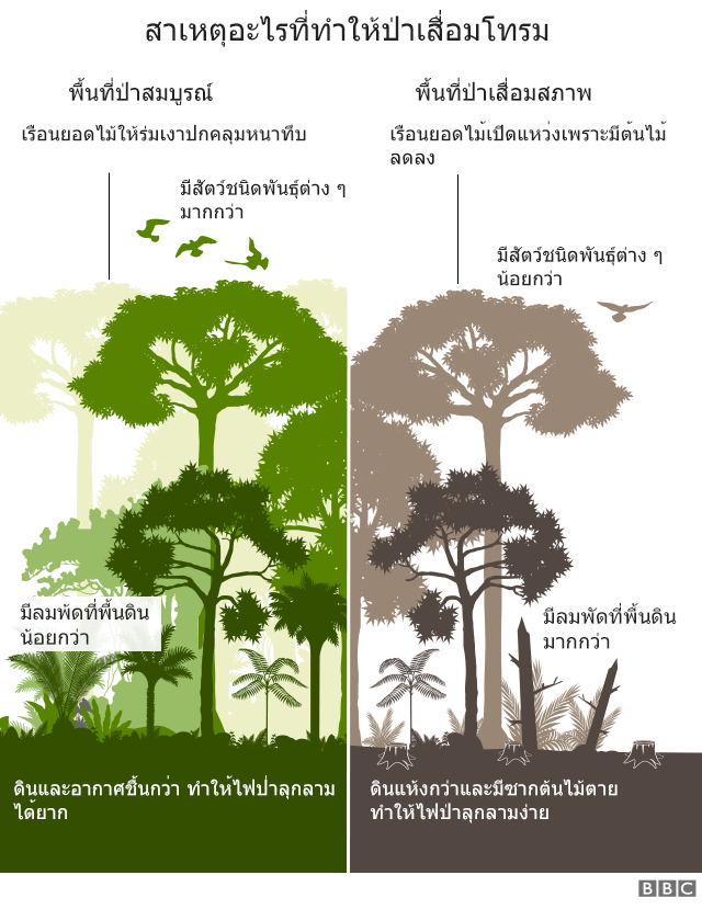 กราฟิก : สาเหตุอะไรที่ทำให้ป่าเสื่อมโทรม ในพื้นที่ป่าสมบูรณ์เรือนยอดไม้จะให้ร่มเงาปกคลุมหนาทึบ มีสัตว์ชนิดพันธุ์ต่าง ๆ มากกว่า มีลมพ้ดที่พื้นดินน้อยกว่า ดินและอากาศจึงชื้นกว่า ทำให้ไฟป่าลุกลามได้ยาก ส่วนพื้นที่ป่าเสื่อมสภาพเรือนยอดไม้เปิดแหว่งเพราะมีต้นไม้ลดลง มีสัตว์ชนิดพันธุ์ต่าง ๆ น้อยกว่า มีลมพัดที่พื้นดินมากกว่า ดินจึงแห้งกว่าและมีซากต้นไม้ตาย ทำให้ไฟป่าลุกลามได้ง่าย