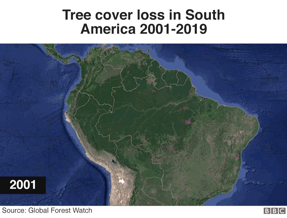 Animated gif showing the loss of tree cover in South America between 2001 and 2018. In 2018 alone, the tree cover loss in the Amazon reached four million hectares (40,000 sq km).
